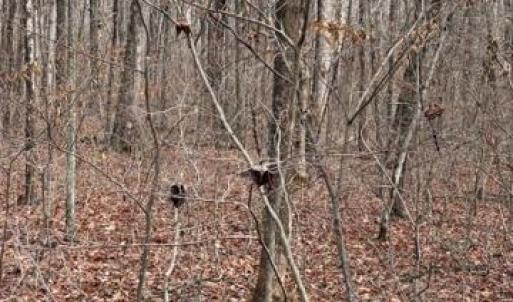 Photo #4 of MOUNTAIN TRACK RD, ORANGE, VA 32.0 acres