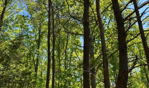 Photo #9 of ELK RUN, BEALETON, VA 36.7 acres