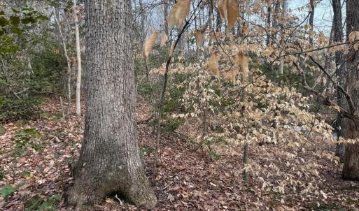 Photo #15 of  35.0 acres