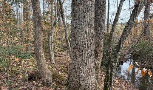 Photo #18 of  35.0 acres