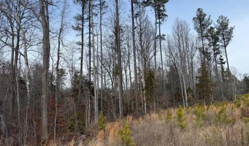 Photo #24 of  35.0 acres