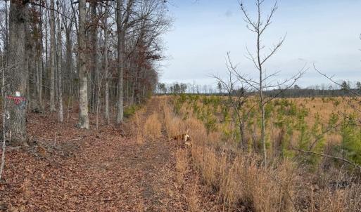 Photo #42 of  35.0 acres