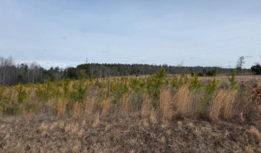 Photo #7 of  35.0 acres