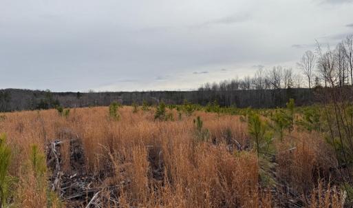 Photo #31 of  35.0 acres