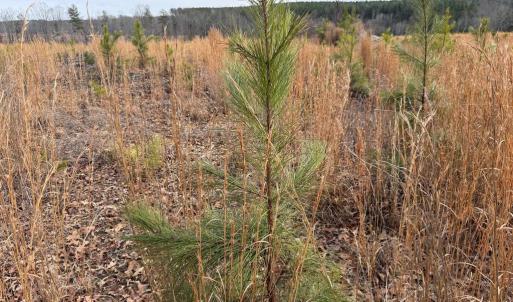 Photo #33 of  35.0 acres