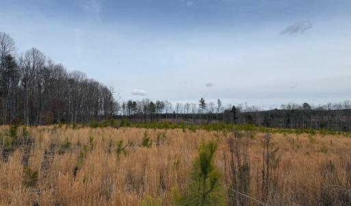 Photo #35 of  35.0 acres