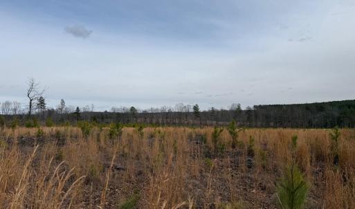 Photo #38 of  35.0 acres