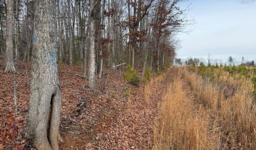 Photo #40 of  35.0 acres