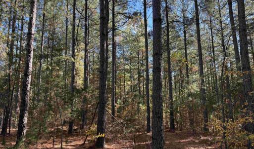 Photo #3 of OFF OF SHORES ROAD (TRACT: TANAGER ET2 2020), SCOTTSVILLE, VA 153.1 acres