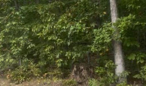 Photo #2 of LOG CABIN, BEAVERDAM, VA 19.2 acres