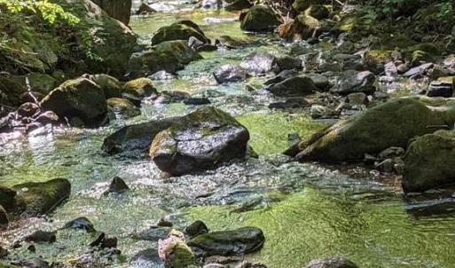 Photo #9 of PERRY LANE, LOVINGSTON, VA 5.0 acres