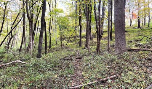 Photo #6 of PINE HILL, SPERRYVILLE, VA 7.9 acres