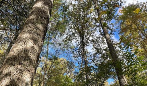 Photo #11 of PINE HILL, SPERRYVILLE, VA 7.9 acres