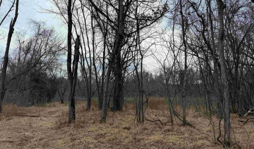 Photo #9 of WEST RIVER ROAD (RT. 6) (TRACT: JR C.B. MOON-1), SCOTTSVILLE, VA 116.0 acres