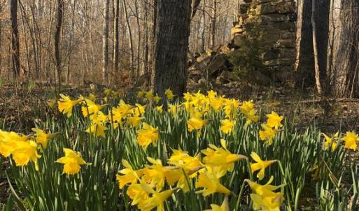 Photo #15 of DOVEY RD, SPOTSYLVANIA, VA 12.2 acres