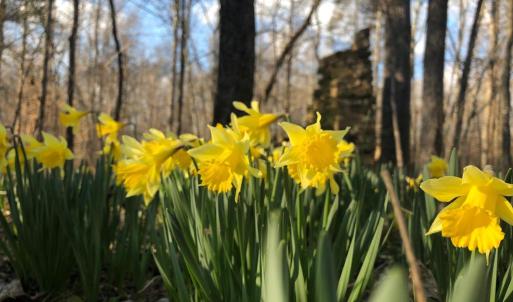 Photo #16 of DOVEY RD, SPOTSYLVANIA, VA 12.2 acres