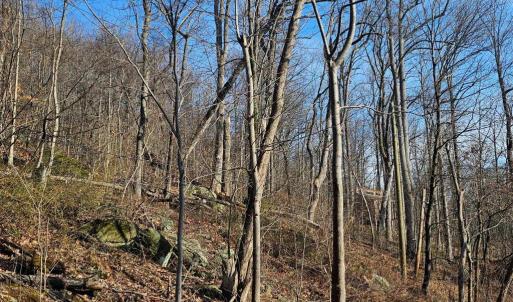 Photo #6 of 2245 RED BIRD DR, STANARDSVILLE, VA 31.9 acres