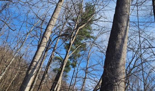 Photo #5 of 2245 RED BIRD DR, STANARDSVILLE, VA 31.9 acres