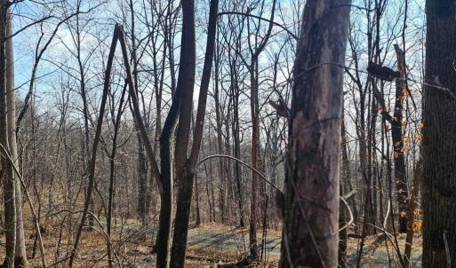 Photo #11 of 2245 RED BIRD DR, STANARDSVILLE, VA 31.9 acres