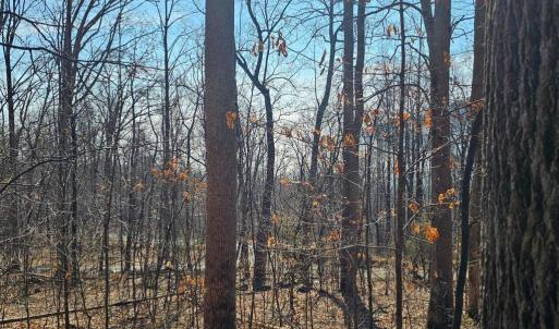 Photo #15 of 2245 RED BIRD DR, STANARDSVILLE, VA 31.9 acres