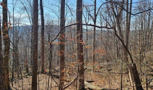 Photo #16 of 2245 RED BIRD DR, STANARDSVILLE, VA 31.9 acres