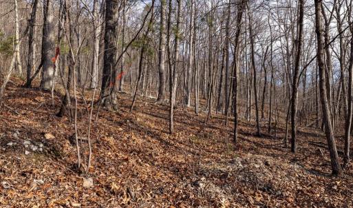 Photo #15 of NATIONAL FOREST ACCESS RD, LURAY, VA 1.3 acres