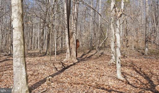 Photo #12 of MARQUIS RD, ORANGE, VA 7.5 acres