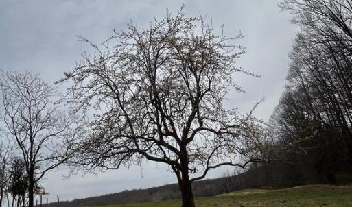 Photo #13 of UNKNOWN, AMISSVILLE, VA 100.3 acres