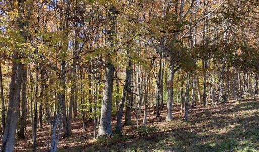 Middle woods 4