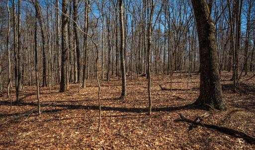 Photo #26 of COX MILL RD, GORDONSVILLE, VA 178.6 acres