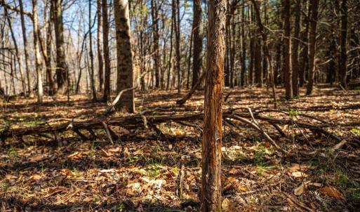 Photo #28 of COX MILL RD, GORDONSVILLE, VA 178.6 acres