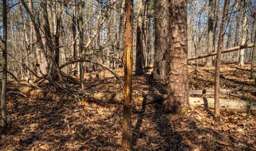Photo #29 of COX MILL RD, GORDONSVILLE, VA 178.6 acres