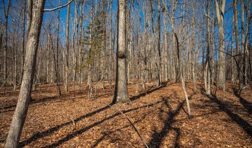 Photo #30 of COX MILL RD, GORDONSVILLE, VA 178.6 acres