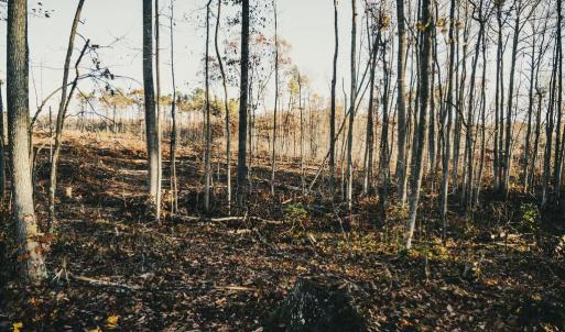 Photo #25 of 12600 CATHARPIN RD, SPOTSYLVANIA, VA 312.0 acres