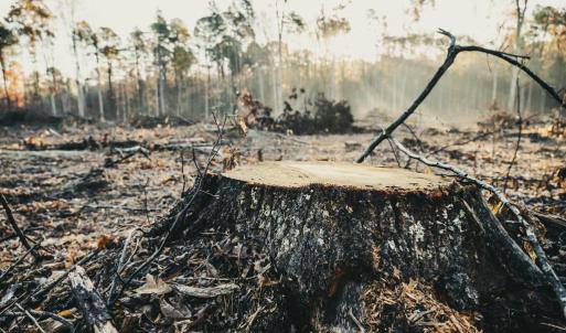 Photo #33 of 12600 CATHARPIN RD, SPOTSYLVANIA, VA 312.0 acres