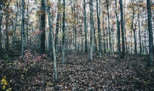 Photo #36 of 12600 CATHARPIN RD, SPOTSYLVANIA, VA 312.0 acres