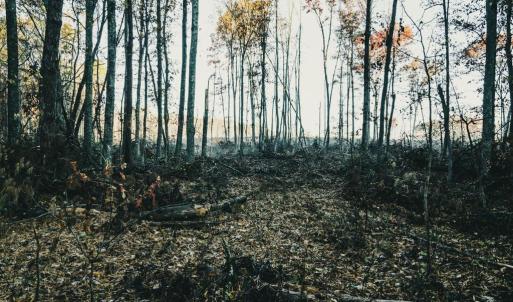 Photo #42 of 12600 CATHARPIN RD, SPOTSYLVANIA, VA 312.0 acres