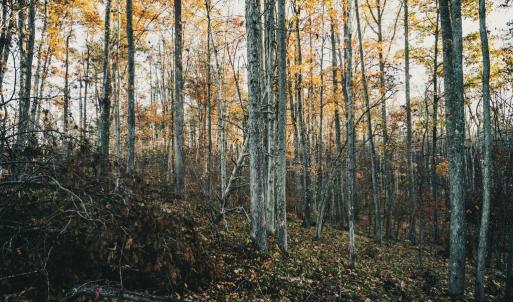 Photo #47 of 12600 CATHARPIN RD, SPOTSYLVANIA, VA 312.0 acres