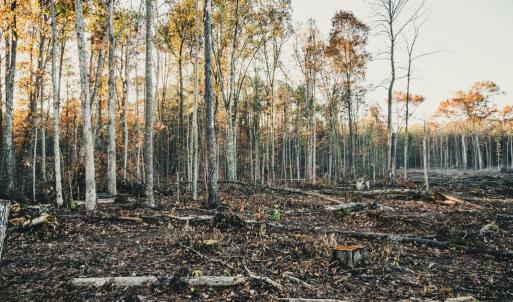 Photo #48 of 12600 CATHARPIN RD, SPOTSYLVANIA, VA 312.0 acres