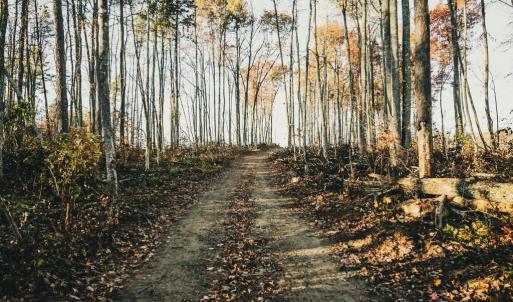 Photo #18 of 12600 CATHARPIN RD, SPOTSYLVANIA, VA 312.0 acres