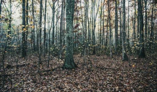 Photo #34 of 12600 CATHARPIN RD, SPOTSYLVANIA, VA 312.0 acres