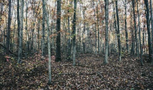 Photo #37 of 12600 CATHARPIN RD, SPOTSYLVANIA, VA 312.0 acres