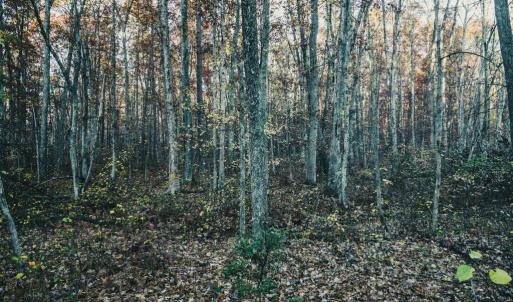 Photo #38 of 12600 CATHARPIN RD, SPOTSYLVANIA, VA 312.0 acres