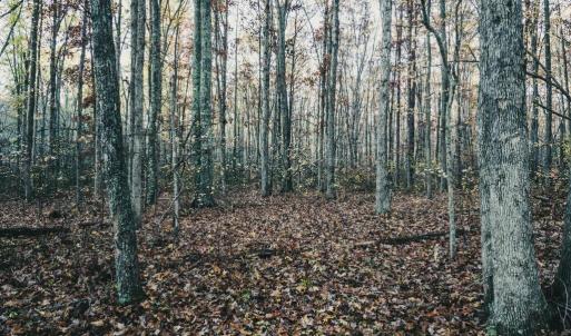 Photo #40 of 12600 CATHARPIN RD, SPOTSYLVANIA, VA 312.0 acres