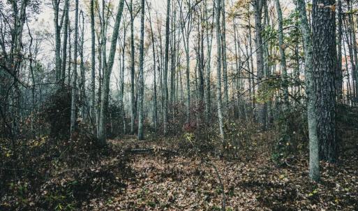 Photo #45 of 12600 CATHARPIN RD, SPOTSYLVANIA, VA 312.0 acres