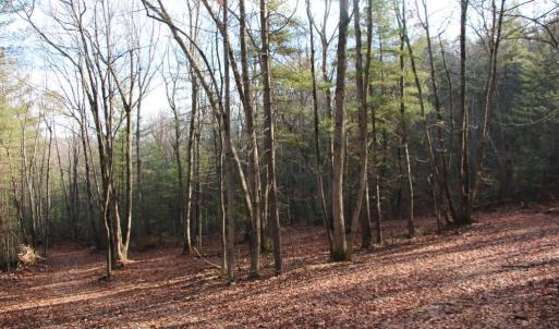Photo #1 of VALLEY BURG RD, LURAY, VA 58.0 acres