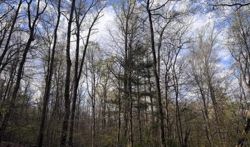 Photo #2 of PADUA, SPERRYVILLE, VA 14.3 acres