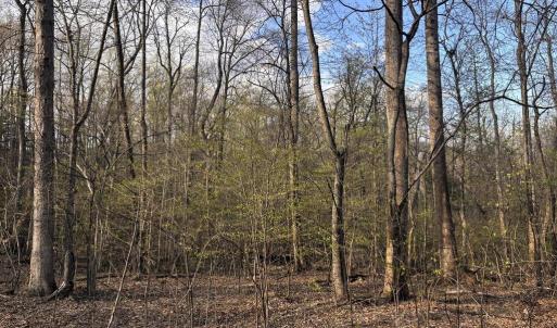 Photo #4 of PADUA, SPERRYVILLE, VA 14.3 acres