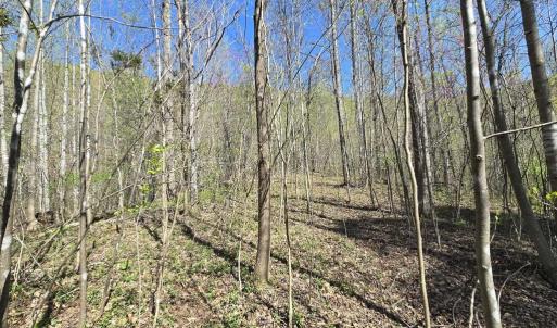 Photo #6 of S FT VALLEY RD, MADISON, VA 10.3 acres