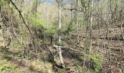 Photo #9 of S FT VALLEY RD, MADISON, VA 10.3 acres